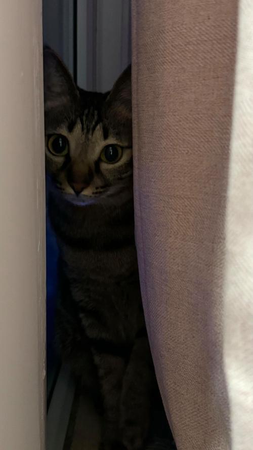 狗狗能吃桃胶吗_狗狗能吃桃嘛-第1张图片-后鲨宠物 狗狗能吃桃胶吗_狗狗能吃桃嘛-第1张图片-后鲨宠物