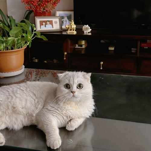 狗狗能吃桃胶吗_狗狗能吃桃嘛-第2张图片-后鲨宠物 狗狗能吃桃胶吗_狗狗能吃桃嘛-第2张图片-后鲨宠物