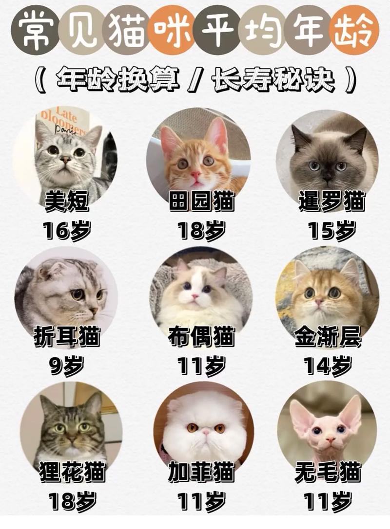 猫咪几个月算成年_猫咪几个月是成年猫-第1张图片-后鲨宠物 猫咪几个月算成年_猫咪几个月是成年猫-第1张图片-后鲨宠物