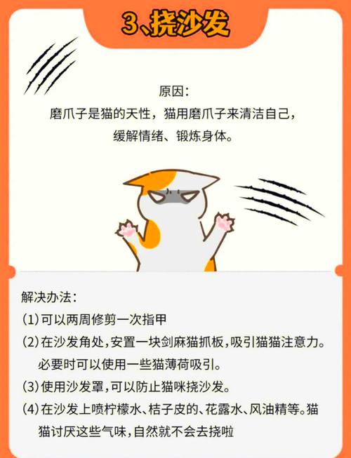 怎么让猫咪不咬人,猫猫咬人-第3张图片-后鲨宠物 怎么让猫咪不咬人,猫猫咬人-第3张图片-后鲨宠物