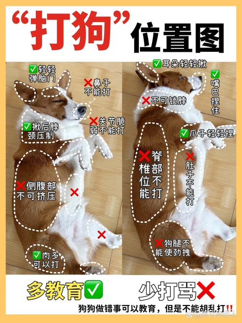 给狗狗脖子打针教程_给狗狗脖子打针教程视频-第5张图片-后鲨宠物 给狗狗脖子打针教程_给狗狗脖子打针教程视频-第5张图片-后鲨宠物