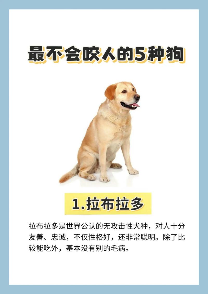 泰迪狗狗咬人怎么办_泰迪狗狗咬人怎么教育-第2张图片-后鲨宠物 泰迪狗狗咬人怎么办_泰迪狗狗咬人怎么教育-第2张图片-后鲨宠物