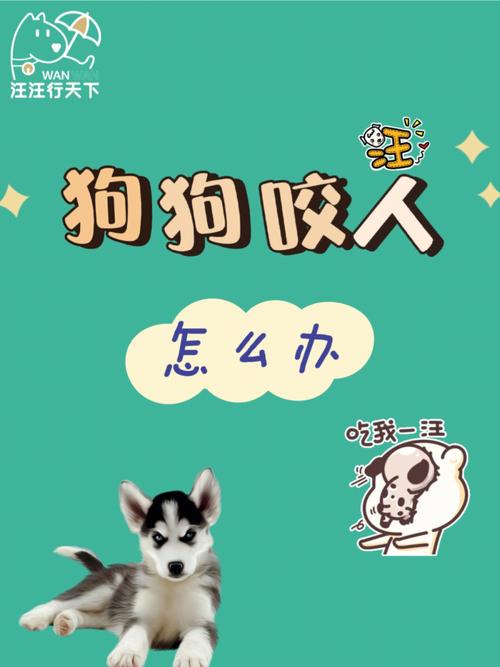 泰迪狗狗咬人怎么办_泰迪狗狗咬人怎么教育-第3张图片-后鲨宠物 泰迪狗狗咬人怎么办_泰迪狗狗咬人怎么教育-第3张图片-后鲨宠物