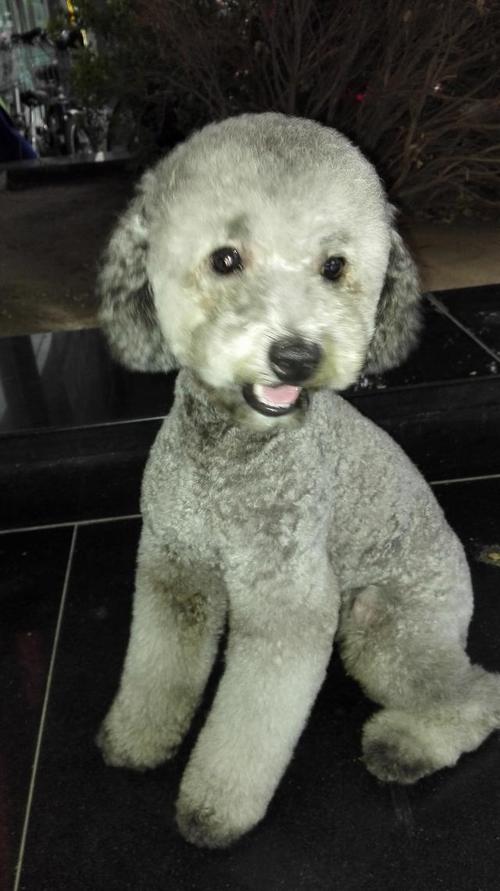 泰迪狗狗咬人怎么办_泰迪狗狗咬人怎么教育-第4张图片-后鲨宠物 泰迪狗狗咬人怎么办_泰迪狗狗咬人怎么教育-第4张图片-后鲨宠物