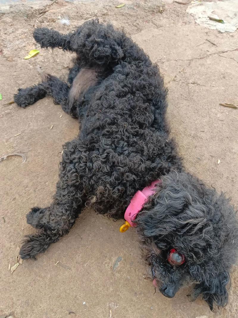 泰迪狗狗咬人怎么办_泰迪狗狗咬人怎么教育-第5张图片-后鲨宠物 泰迪狗狗咬人怎么办_泰迪狗狗咬人怎么教育-第5张图片-后鲨宠物