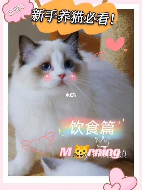 猫咪一顿吃多少,猫咪一顿吃多少g-第4张图片-后鲨宠物 猫咪一顿吃多少,猫咪一顿吃多少g-第4张图片-后鲨宠物