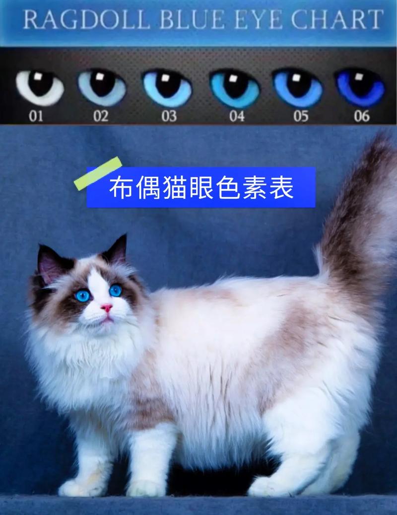 猫咪一顿吃多少,猫咪一顿吃多少g-第5张图片-后鲨宠物 猫咪一顿吃多少,猫咪一顿吃多少g-第5张图片-后鲨宠物