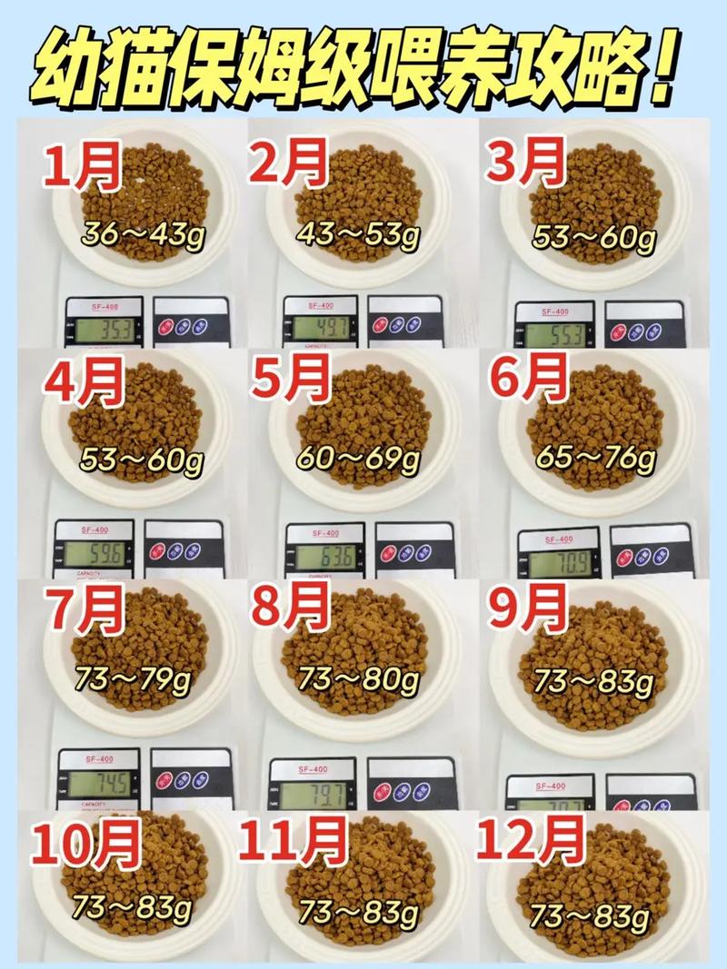 猫咪一顿吃多少,猫咪一顿吃多少g-第6张图片-后鲨宠物 猫咪一顿吃多少,猫咪一顿吃多少g-第6张图片-后鲨宠物