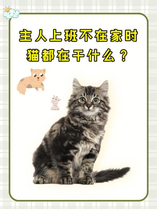 猫咪可以一个人在家吗_小猫可以一个人放在家里吗-第3张图片-后鲨宠物 猫咪可以一个人在家吗_小猫可以一个人放在家里吗-第3张图片-后鲨宠物