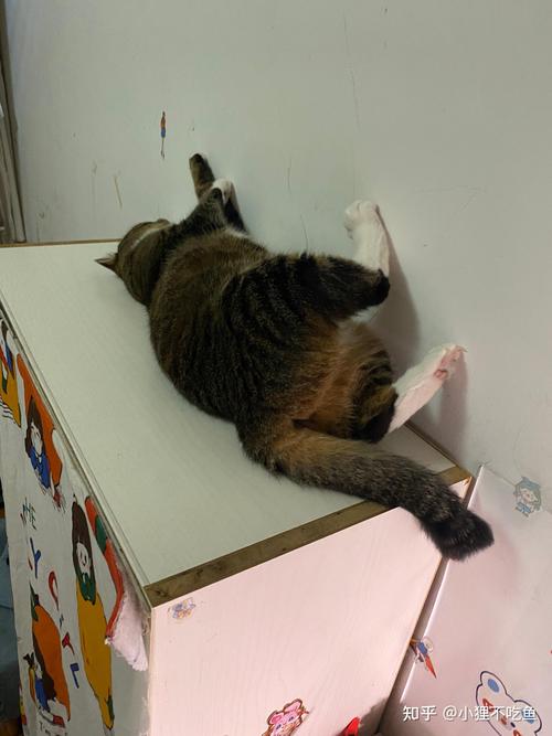 猫咪可以一个人在家吗_小猫可以一个人放在家里吗-第4张图片-后鲨宠物 猫咪可以一个人在家吗_小猫可以一个人放在家里吗-第4张图片-后鲨宠物