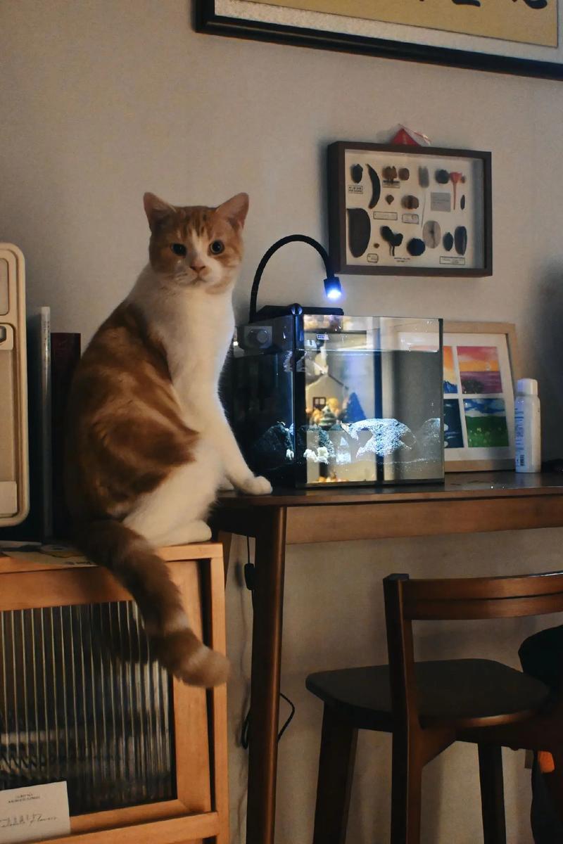 猫咪可以一个人在家吗_小猫可以一个人放在家里吗-第6张图片-后鲨宠物 猫咪可以一个人在家吗_小猫可以一个人放在家里吗-第6张图片-后鲨宠物