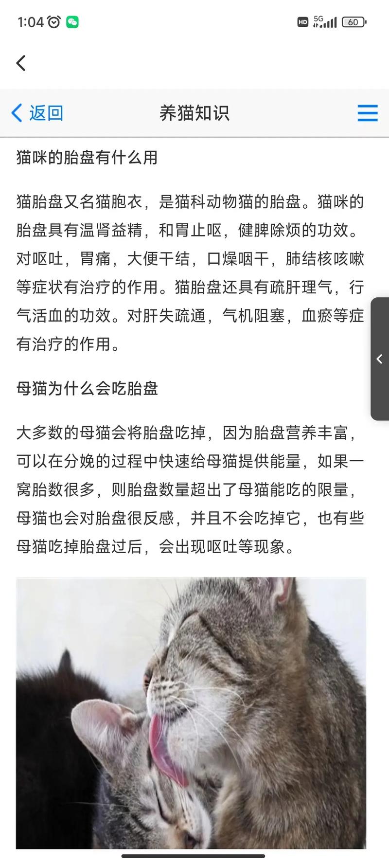 如何让猫咪排除胎盘_怎么判断猫胎盘残留有没有排出-第4张图片-后鲨宠物