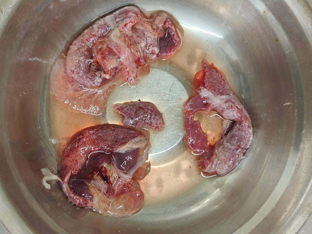 如何让猫咪排除胎盘_怎么判断猫胎盘残留有没有排出-第5张图片-后鲨宠物