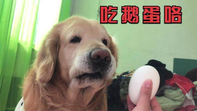 狗狗可以吃鸭蛋黄吗,狗狗可以吃鸭蛋黄吗怎么吃?-第5张图片-后鲨宠物 狗狗可以吃鸭蛋黄吗,狗狗可以吃鸭蛋黄吗怎么吃?-第5张图片-后鲨宠物