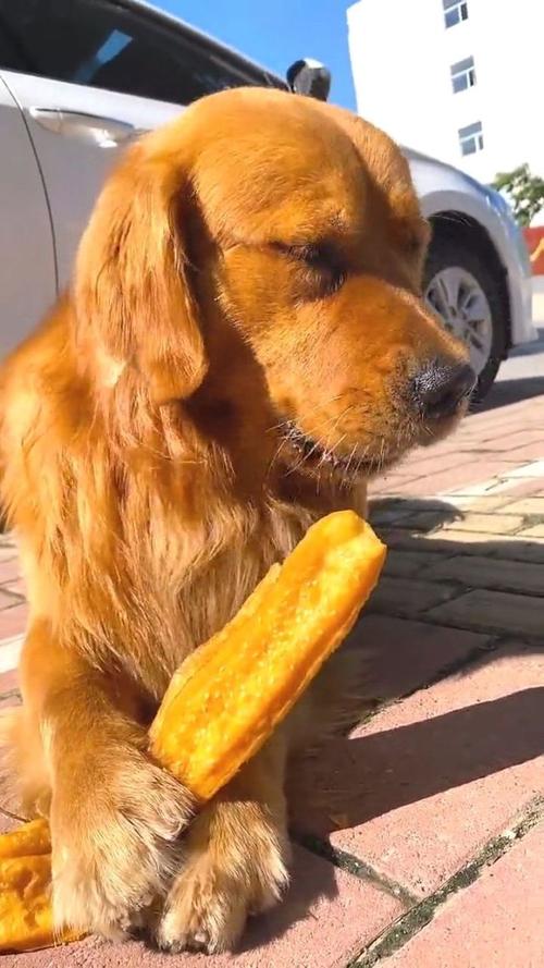 狗狗可以吃油条吗,小狗可以吃油条?-第2张图片-后鲨宠物 狗狗可以吃油条吗,小狗可以吃油条?-第2张图片-后鲨宠物