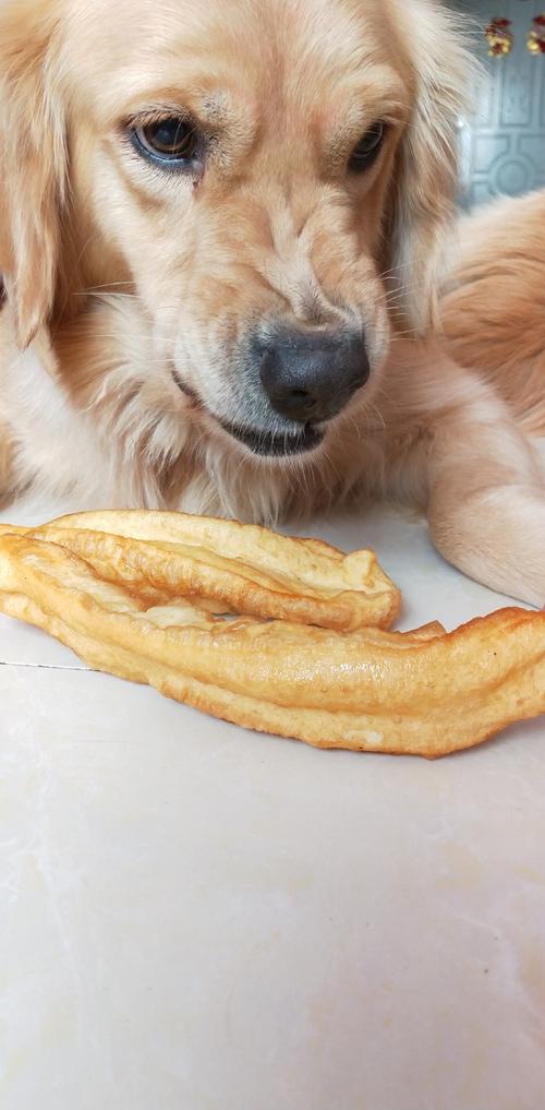 狗狗可以吃油条吗,小狗可以吃油条?-第5张图片-后鲨宠物 狗狗可以吃油条吗,小狗可以吃油条?-第5张图片-后鲨宠物