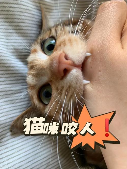 猫咪喜欢咬东西怎么办,猫咪总是喜欢咬东西-第1张图片-后鲨宠物 猫咪喜欢咬东西怎么办,猫咪总是喜欢咬东西-第1张图片-后鲨宠物