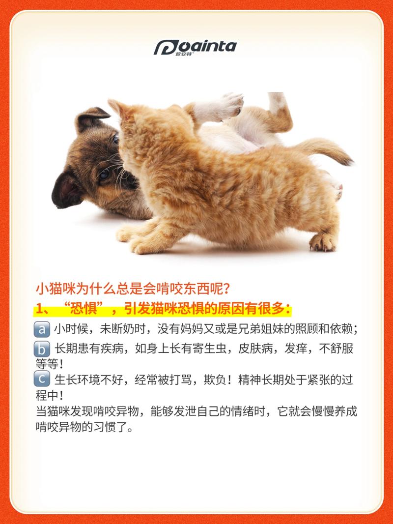 猫咪喜欢咬东西怎么办,猫咪总是喜欢咬东西-第2张图片-后鲨宠物 猫咪喜欢咬东西怎么办,猫咪总是喜欢咬东西-第2张图片-后鲨宠物