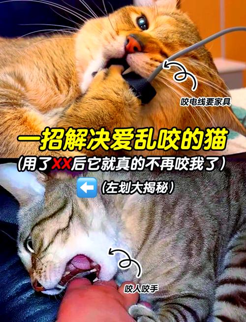 猫咪喜欢咬东西怎么办,猫咪总是喜欢咬东西-第3张图片-后鲨宠物 猫咪喜欢咬东西怎么办,猫咪总是喜欢咬东西-第3张图片-后鲨宠物