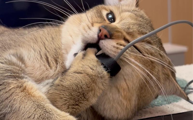 猫咪喜欢咬东西怎么办,猫咪总是喜欢咬东西-第4张图片-后鲨宠物 猫咪喜欢咬东西怎么办,猫咪总是喜欢咬东西-第4张图片-后鲨宠物