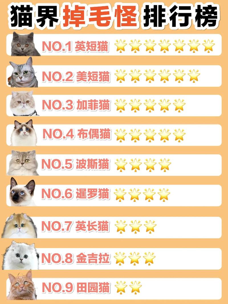 什么品种的猫咪不掉毛_哪一种猫咪不掉毛-第4张图片-后鲨宠物 什么品种的猫咪不掉毛_哪一种猫咪不掉毛-第4张图片-后鲨宠物