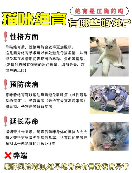 猫咪多久可以绝育,6个月猫绝育太早了吗-第4张图片-后鲨宠物 猫咪多久可以绝育,6个月猫绝育太早了吗-第4张图片-后鲨宠物