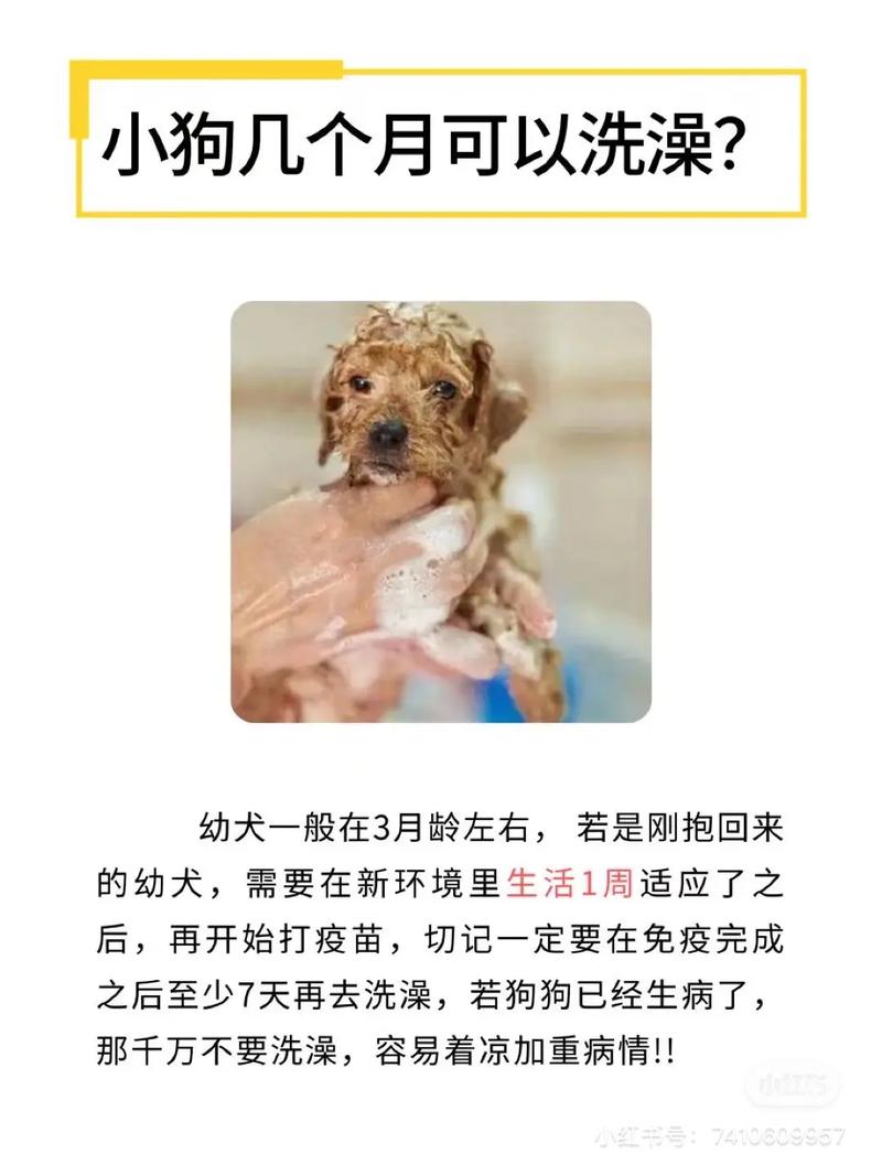 2个月的狗狗能洗澡吗_两个月大的狗狗能洗澡不-第2张图片-后鲨宠物 2个月的狗狗能洗澡吗_两个月大的狗狗能洗澡不-第2张图片-后鲨宠物