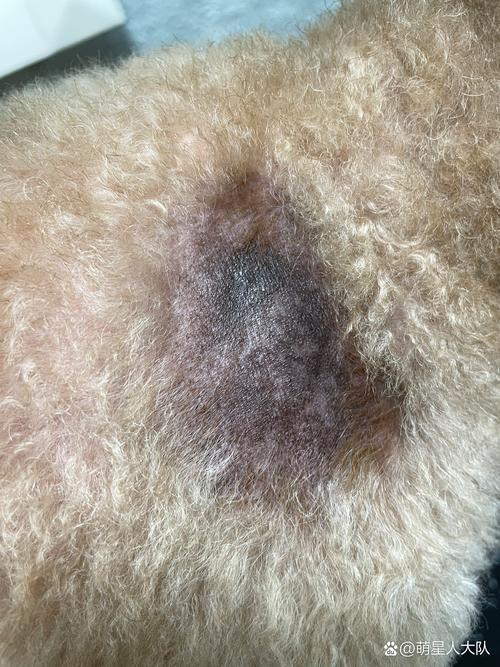 狗狗可以吃黑芝麻糊吗,狗可以吃黑芝麻糊吗??-第5张图片-后鲨宠物 狗狗可以吃黑芝麻糊吗,狗可以吃黑芝麻糊吗??-第5张图片-后鲨宠物