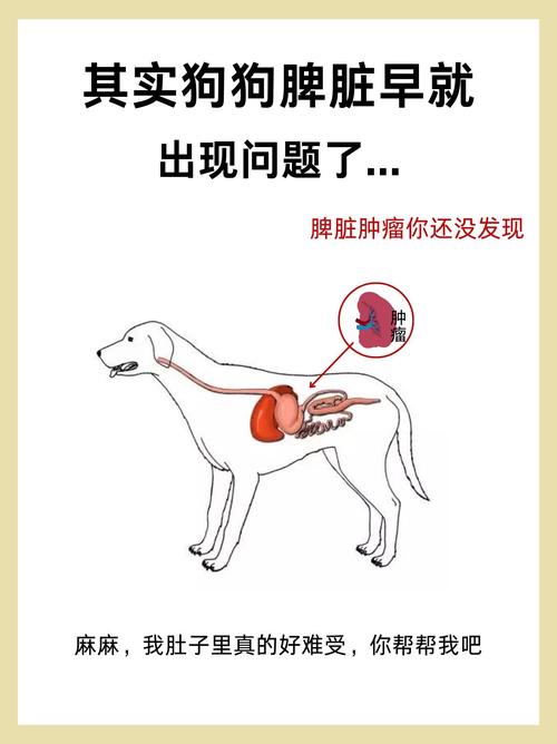 狗狗脾脏不好的症状,狗狗脾脏病变症状?-第1张图片-后鲨宠物 狗狗脾脏不好的症状,狗狗脾脏病变症状?-第1张图片-后鲨宠物