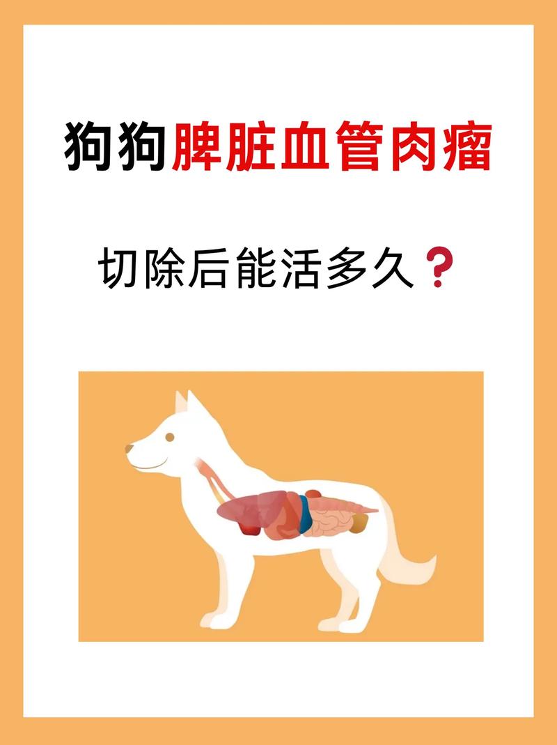 狗狗脾脏不好的症状,狗狗脾脏病变症状?-第2张图片-后鲨宠物 狗狗脾脏不好的症状,狗狗脾脏病变症状?-第2张图片-后鲨宠物