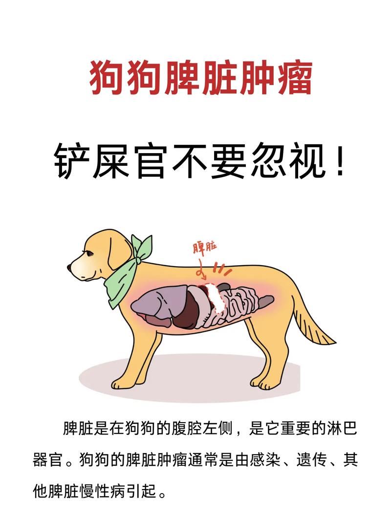 狗狗脾脏不好的症状,狗狗脾脏病变症状?-第3张图片-后鲨宠物 狗狗脾脏不好的症状,狗狗脾脏病变症状?-第3张图片-后鲨宠物