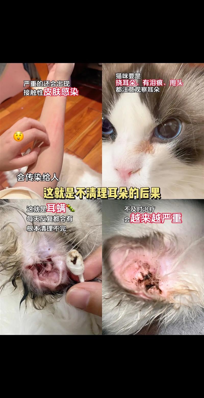  猫咪老是抓耳朵，猫咪老是抓耳朵,有时候甩头,猫抓耳朵是怎么了-第3张图片-后鲨宠物