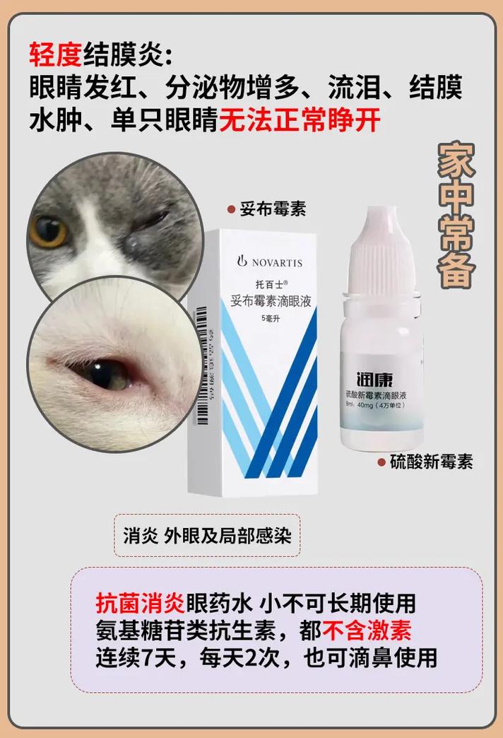 猫咪结膜炎用什么药好,猫咪结膜炎怎么用药?-第3张图片-后鲨宠物 猫咪结膜炎用什么药好,猫咪结膜炎怎么用药?-第3张图片-后鲨宠物