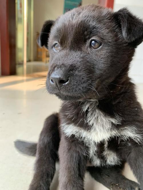 狗狗罗圈腿怎么矫正_狗狗罗圈腿是因为缺钙吗-第1张图片-后鲨宠物 狗狗罗圈腿怎么矫正_狗狗罗圈腿是因为缺钙吗-第1张图片-后鲨宠物