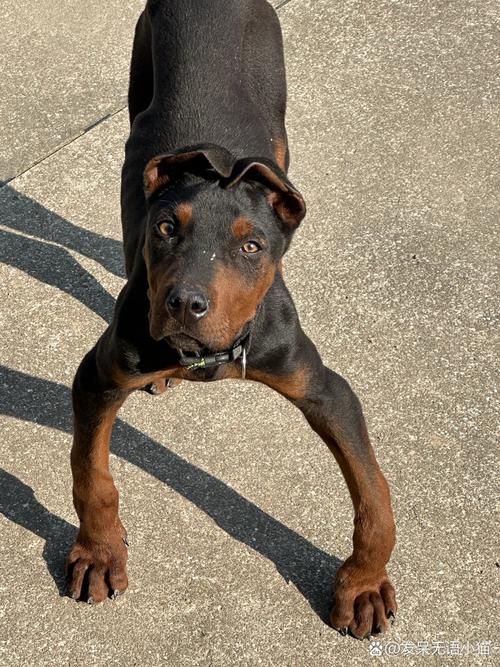 狗狗罗圈腿怎么矫正_狗狗罗圈腿是因为缺钙吗-第2张图片-后鲨宠物 狗狗罗圈腿怎么矫正_狗狗罗圈腿是因为缺钙吗-第2张图片-后鲨宠物