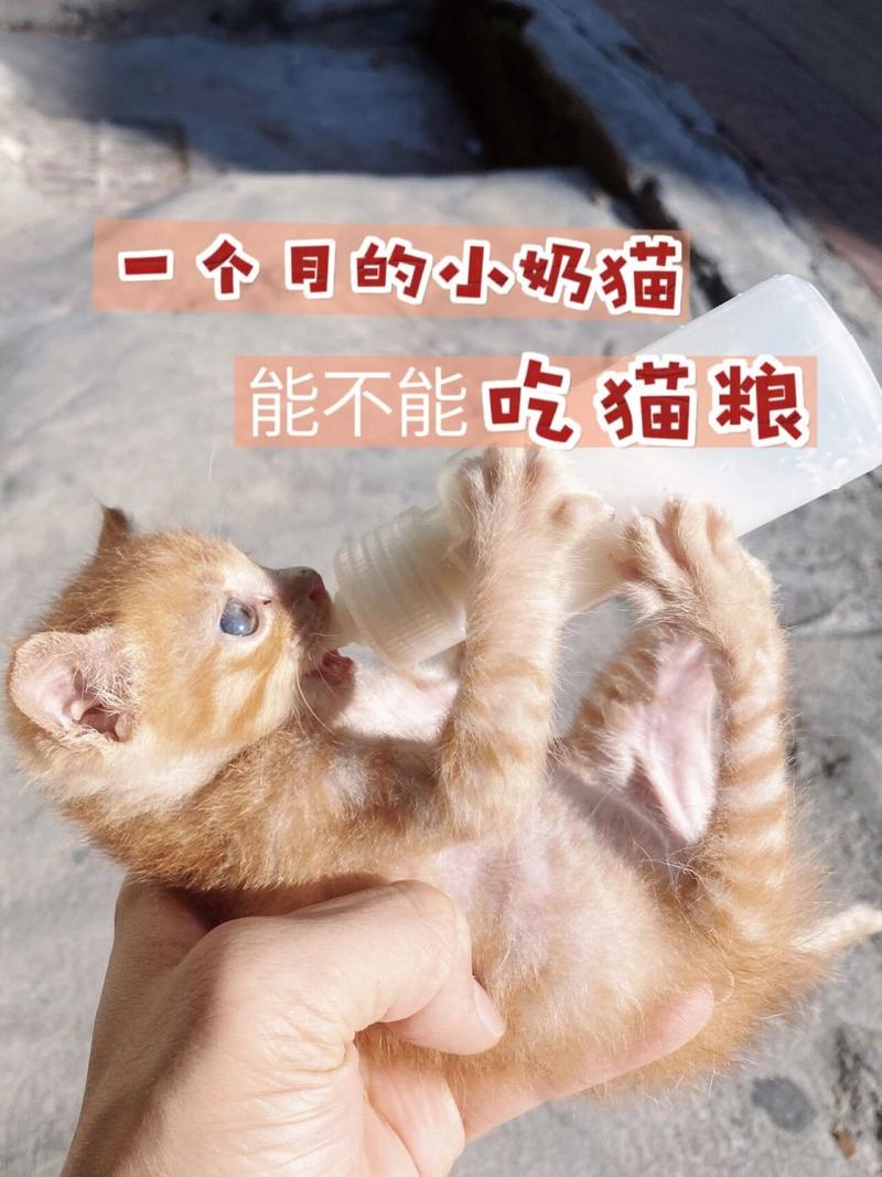 猫咪能吃奶片吗,猫咪可以吃奶片吗-第2张图片-后鲨宠物 猫咪能吃奶片吗,猫咪可以吃奶片吗-第2张图片-后鲨宠物