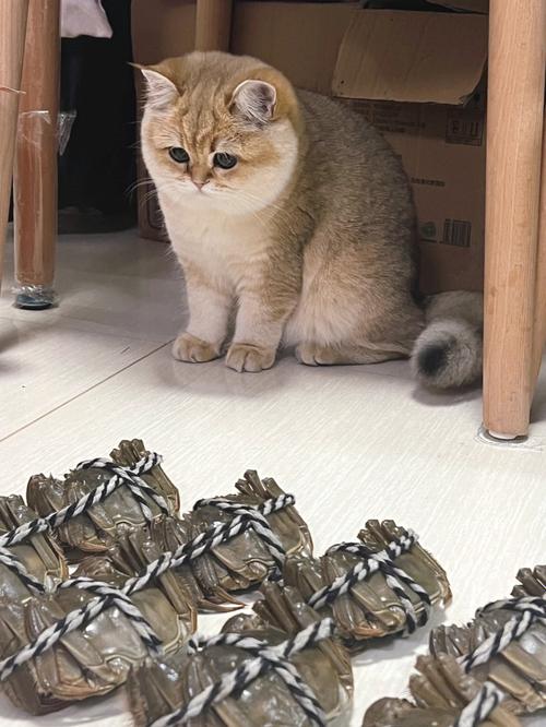 猫咪能吃螃蟹么_猫能不能吃螃蟹-第1张图片-后鲨宠物 猫咪能吃螃蟹么_猫能不能吃螃蟹-第1张图片-后鲨宠物