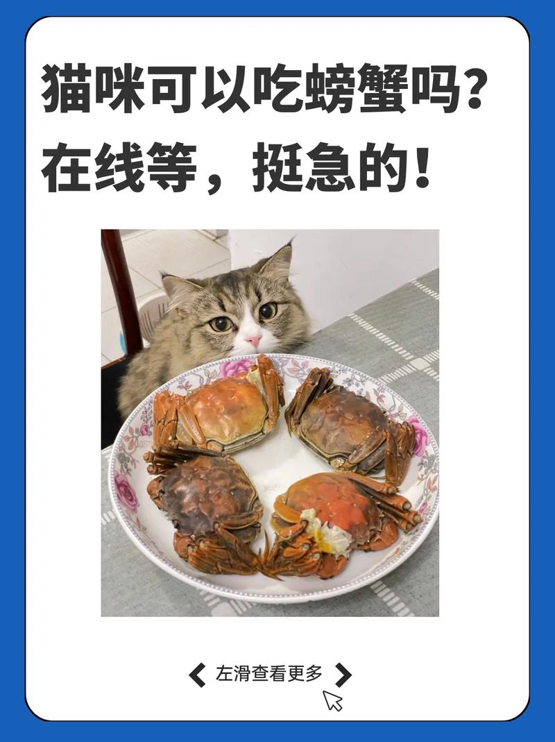 猫咪能吃螃蟹么_猫能不能吃螃蟹-第4张图片-后鲨宠物 猫咪能吃螃蟹么_猫能不能吃螃蟹-第4张图片-后鲨宠物