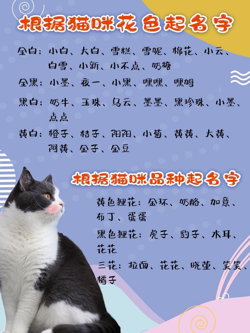 给猫咪取个洋气的名字,给猫咪取什么名?-第5张图片-后鲨宠物 给猫咪取个洋气的名字,给猫咪取什么名?-第5张图片-后鲨宠物