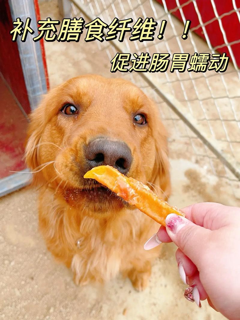 狗狗能吃地瓜干吗_小狗能不能吃地瓜干-第2张图片-后鲨宠物 狗狗能吃地瓜干吗_小狗能不能吃地瓜干-第2张图片-后鲨宠物