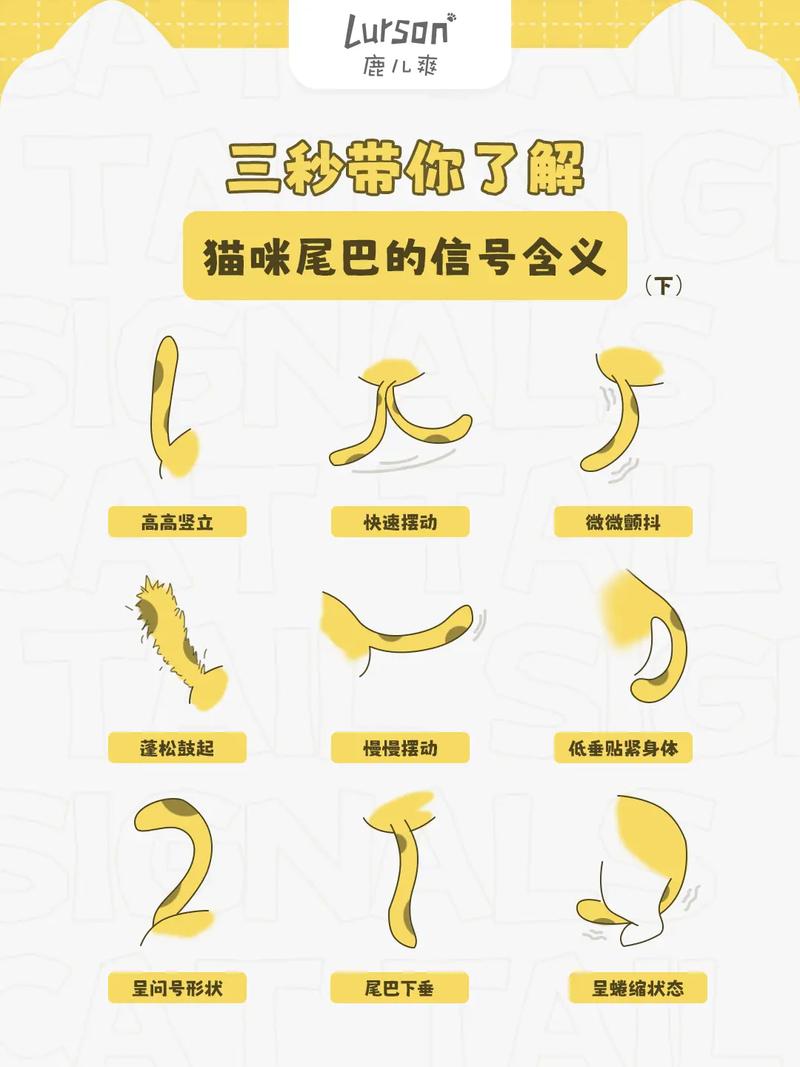 猫咪的尾巴有什么作用，猫猫的尾巴起什么作用？-第1张图片-后鲨宠物