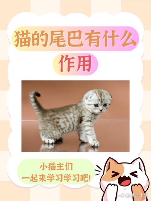 猫咪的尾巴有什么作用，猫猫的尾巴起什么作用？-第3张图片-后鲨宠物
