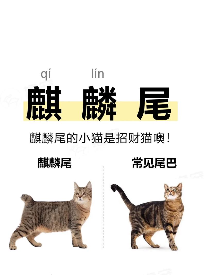 猫咪的尾巴有什么作用，猫猫的尾巴起什么作用？-第5张图片-后鲨宠物