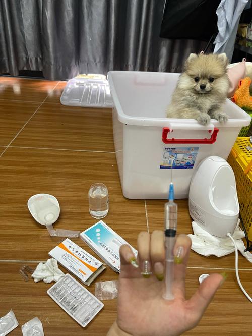  狗狗感冒打什么针，狗狗感冒打什么针水-第1张图片-后鲨宠物