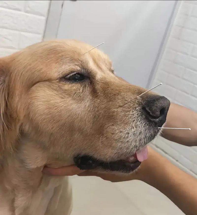  狗狗感冒打什么针，狗狗感冒打什么针水-第2张图片-后鲨宠物