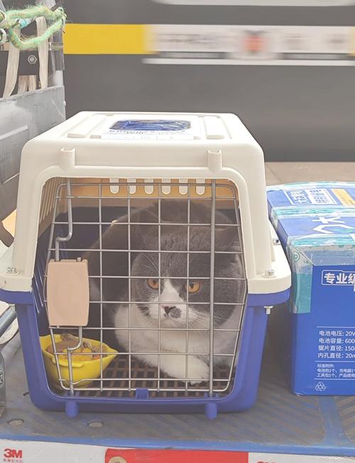 猫咪可以托运吗,坐飞机猫咪可以托运吗-第2张图片-后鲨宠物 猫咪可以托运吗,坐飞机猫咪可以托运吗-第2张图片-后鲨宠物