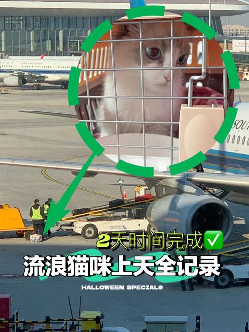 猫咪可以托运吗,坐飞机猫咪可以托运吗-第3张图片-后鲨宠物 猫咪可以托运吗,坐飞机猫咪可以托运吗-第3张图片-后鲨宠物