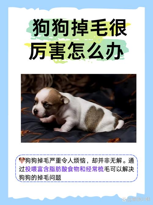 狗狗掉毛严重是什么原因,狗狗掉毛严重是什么原因导致的?-第1张图片-后鲨宠物 狗狗掉毛严重是什么原因,狗狗掉毛严重是什么原因导致的?-第1张图片-后鲨宠物