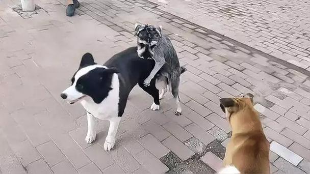 狗狗的发情期是多少天,狗狗的发情期是多少天啊?-第3张图片-后鲨宠物 狗狗的发情期是多少天,狗狗的发情期是多少天啊?-第3张图片-后鲨宠物