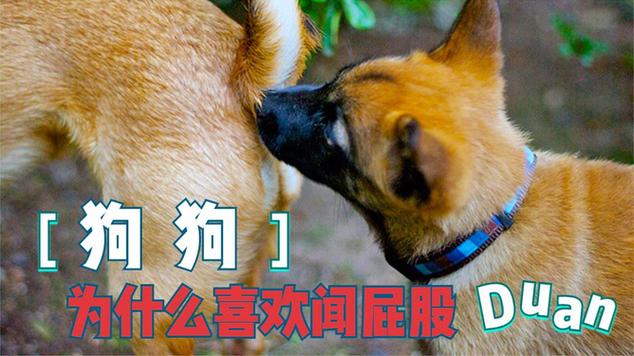 狗狗的发情期是多少天,狗狗的发情期是多少天啊?-第6张图片-后鲨宠物 狗狗的发情期是多少天,狗狗的发情期是多少天啊?-第6张图片-后鲨宠物